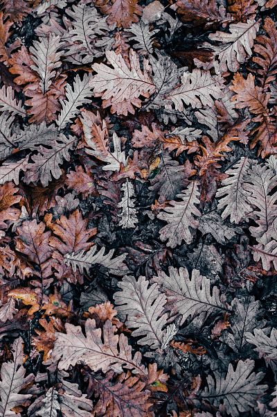 annie-spratt-epcsn8ed8ky-unsplash-3