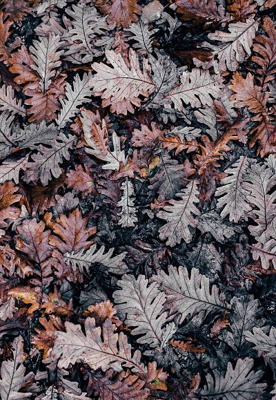 annie-spratt-epcsn8ed8ky-unsplash-w-3