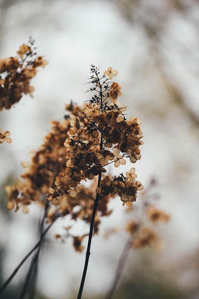 annie-spratt-lnkusypxzie-unsplash-3