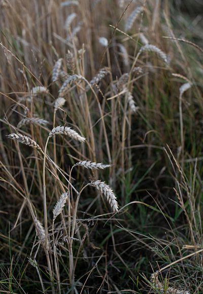 elena-kloppenburg-acbdike2ebc-unsplash-w-5